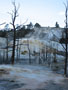 black trees white terrace (portrait).JPG